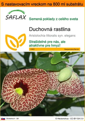 Obrázok produktu pre SAFLAX Garden in the bag - duchovná rastlina - Aristolochia littoralis syn. elegans - 80 Semená - S pestovateľským substrátom v praktickom samostaviteľnom vrecku
