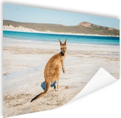 Produktbild von MuchoWow® Poster Känguru - Strand - Meer 180x120 cm - Fotoplakat