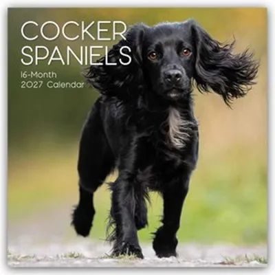 Produktbild von Cocker Spaniels 2027 - 16-Monatskalender