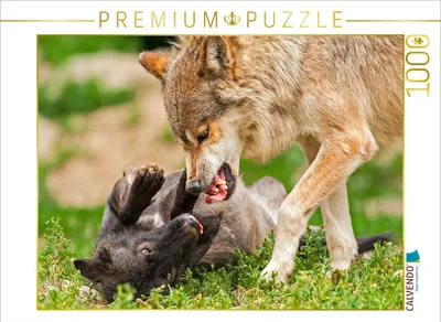 Produktbild von CALVENDO Puzzle Wölfe | 1000 Teile Lege-Größe 64x48cm Foto-Puzzle für glückliche Stunden