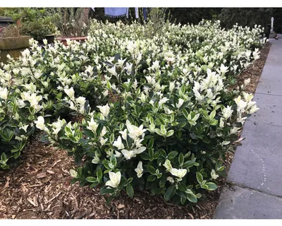Obrázek produktu pro Brslen japonský FloraSelf Euonymus japonicus 'Mikajo'® výška 30-40 cm květináč 5 l keřovitý