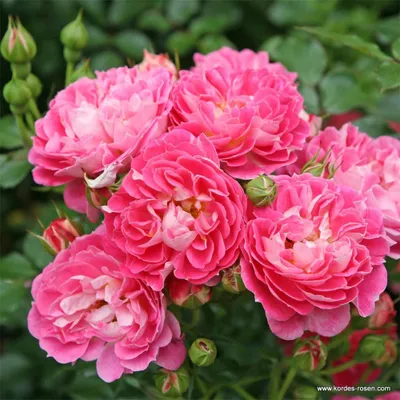 Produktbild von Gartenrose Zwergrose Charmant® Reinrosa mit gelbweißer Mitte
