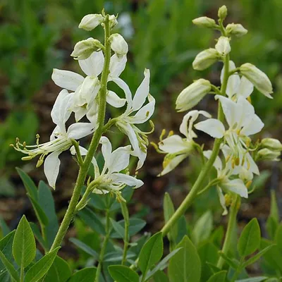Obrázok produktu pre 6 kusov rastliny Diptam biely - Dictamnus albus 'Albiflorus' | Kvetináč 9x9 cm