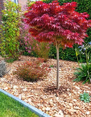 Produktbild von Roter Fächerahorn Acer Palmatum Shaina Hochstamm 80 - 100 cm Ahorn