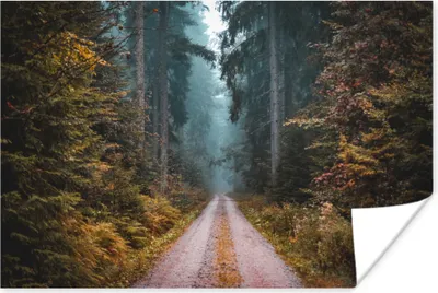 Produktbild von MuchoWow® Poster Wald - Baum - Straße 120x80 cm - Bilder