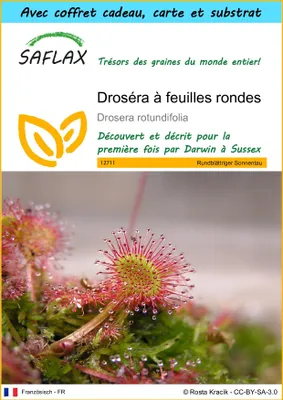 Image de SAFLAX Ensemble-cadeau - Droséra à feuilles rondes - 50 graines - Drosera