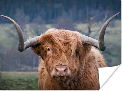 Produktbild von MuchoWow® Poster Schottischer Highlander - Hörner - Berg 120x90 cm - Wandbild
