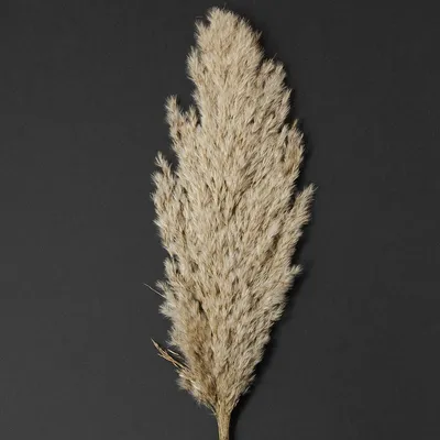 Produktbild von Pampasgras Deko Trockenblumen für Vase und moderne Gestaltung, 3 Stück