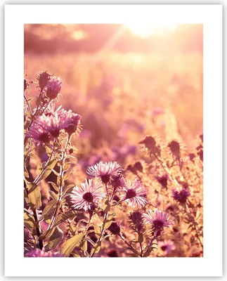 Produktbild von Poster - Poster ohne Rahmen - Wiese Blumen Sonne - 40x50 cm - Wand Bild - Wanddeko - Wandbilder - Kunstposter - Wandposter - Bilder - Kunstdruck - Wanddekoration - Wandbild - P2XPA40x50-4819