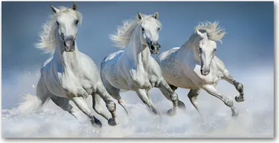 Produktbild von Tulup® Leinwandbild - 140x70 cm - Wandkunst - Drucke auf Leinwand - Leinwanddruck  - Tiere - Weiß - Pferde im Galopp