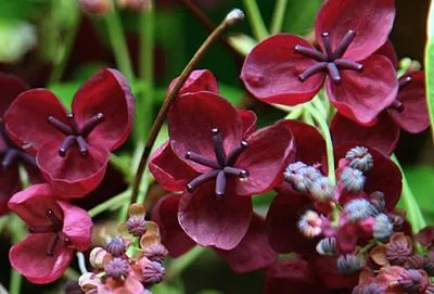 Produktbild von Akebia quinata - Schokoladenwein 50-60 cm | Topf