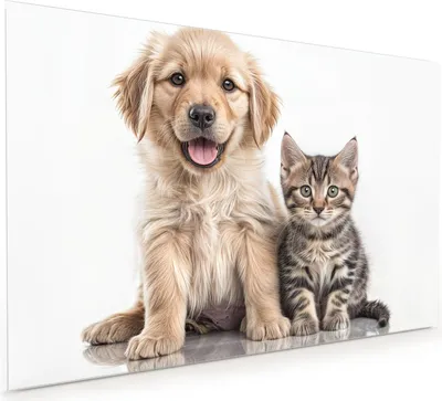 Produktbild von Küchenrückwand Spritzschutz Glas mit Motiv Hund und Katze 40 x 40 cm