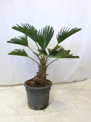 Produktbild von [Palmenlager] Trachycarpus wagnerianus - 60/80 cm - Stamm 10/20 cm - 22 cm Ø Topf - Wagner Palme - Winterharte Palme -19°C