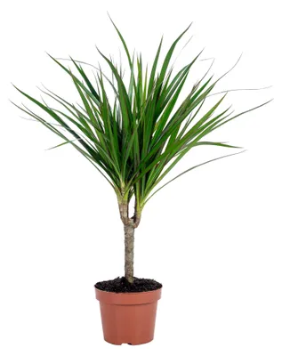 Produktbild von Drachenbaum - pflegeleichte Zimmerpflanze, Dracaena Marginata - Höhe ca. 35 cm, Topf-Ø 12 cm