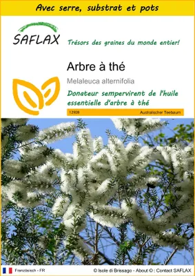 Image de SAFLAX Ensemble de culture - Arbre à thé - 400 graines - Melaleuca