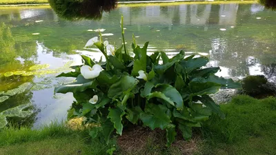 Image de Zantedeschia aethiopica / Arum blanc d'Ethiopie