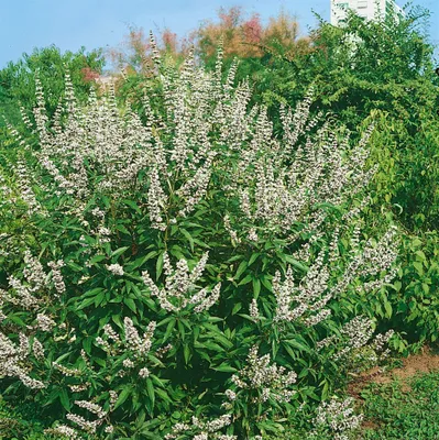 Produktbild von Vitex agnus-castus 'Latifolia Alba', Mönchspfeffer, weiß, 80–100 cm
