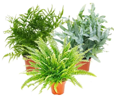 Produktbild von Exotenherz Farn-Mix Pflanze, ca. 40-50cm Gesamthöhe, 17cm Topfgröße