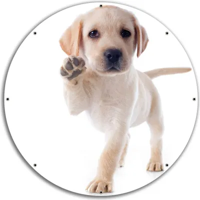 Produktbild von Wallario rundes Outdoor-Poster für Garten oder Balkon, Motiv Süßer Labrador-Welpe sagt Hallo, 60 cm Durchmesser