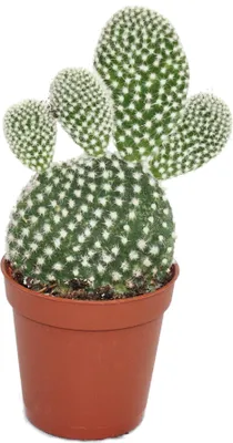 Obrázok produktu pre Opuntia microdasys albata - kaktus s bielym ostnatým uchom - v kvetináci 5,5 cm