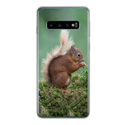 Produktbild von MuchoWow® Handyhülle Schutzhülle Hülle für Samsung Galaxy S10 Waldtier - Eichhörnchen - Moos Silikon Softcase Handy Hülle - Handytasche