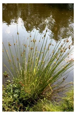 Produktbild von Juncus effusus - Flatterbinse - Qualitätsstaude im 9x9 cm Topf - heimisch - winterhart