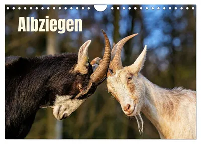Produktbild von Albziegen (Wandkalender 2027 DIN A4 quer), CALVENDO Monatskalender