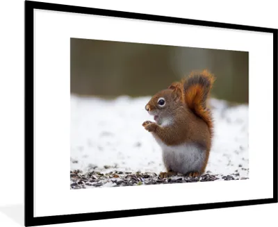 Produktbild von MuchoWow® MuchoWow® Gerahmtes Poster Eichhörnchen - Tier - Schnee - Winter 90x60 cm - Poster mit zchwarzem Bilderrahmen - Wanddekoration - Fotos