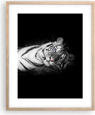 Produktbild von Gerahmtes Poster - Rahmen in heller Eiche - Weiß Tiger Schwarz und Weiß - 40x50 cm - Wand Bild - Wanddeko - Wandbilder - Wandposter - Bilderrahmen - Bilder - Kunstdruck - Wandbild - P2NPA40x50-4247