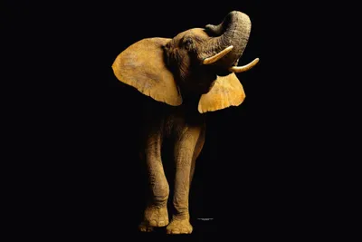 Produktbild von Digitaldruck-Tapete ElephantFont livingwalls (1034242)