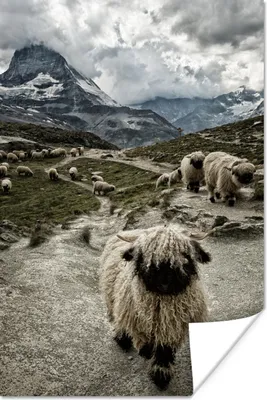 Produktbild von MuchoWow® Poster Schaf - Berg - Schnee 20x30 cm - Papierdruck