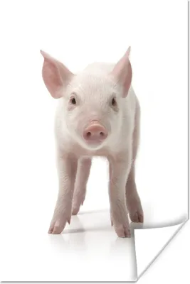 Produktbild von MuchoWow® Poster Schwein - Tiere - Weiß 120x180 cm - Kunstposter