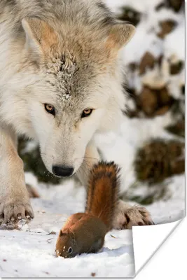 Produktbild von MuchoWow® Poster Eichhörnchen - Wolf - Schnee - Winter 40x60 cm - Plakate für die Wand - Poster Babyzimmer