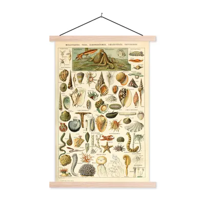 Produktbild von MuchoWow® Textilposter Muschel - Meerestiere - Meer 40x60 cm mit holzfarbenen Rahmen - Poster