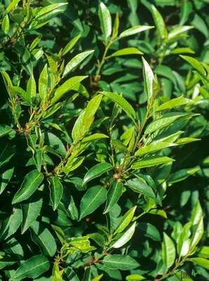 Produktbild von 10x Portugiesischer Kirschlorbeer Angustifolia Topf P9 20-25 cm immergrün