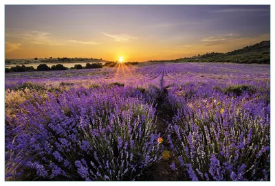 Produktbild von Wallario Küchenrückwand aus Glas, Größe: 90 x 60 cm, Motiv: Sonnenuntergang über dem Lavendel | Spritzschutz | abwischbar | pflegeleicht | in