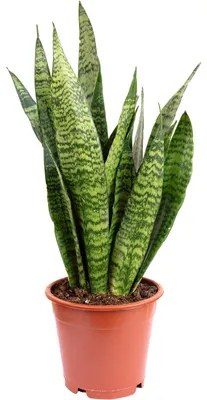 Produktbild von Bogenhanf, pflegeleicht & elegant - Sansevieria zeylanica - ca. 60 cm hoch, Topf-Ø 17 cm
