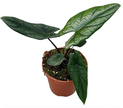 Obrázek produktu pro Gardners Alocasia Scalprum, průměr 14 cm