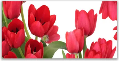 Produktbild von Tulup Leinwand-Bilder 140x70 Wandbild Canvas Kunstdruck Tulpen Pflanzen
