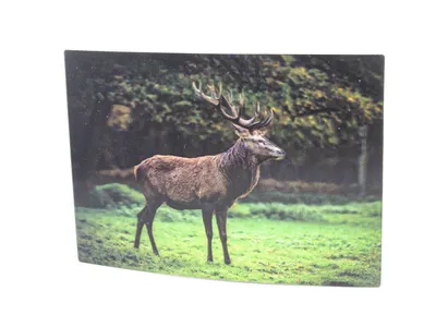 Produktbild von 3 D Ansichtskarte Hirsch,  Postkarte Wackelkarte Hologrammkarte Tiere Waldtier
