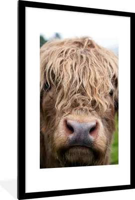 Produktbild von MuchoWow® Gerahmtes Poster Schottische Highlander - Gras - Wald 60x90 cm - Poster mit Schwarzem Bilderrahmen Wandposter Rahmen Foto Bilder - Dekoration - Wandposter Wohnzimmer - Hochwertig