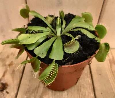 Productafbeelding van 3 stuks! Vleesetende plant Venusvliegenvanger Dionaea Warentuin Natuurlijk