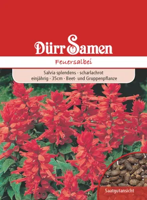 Produktbild von Feuersalbei | Feuersalbeisamen von Dürr Samen