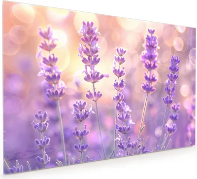 Produktbild von Küchenrückwand Spritzschutz Glas mit Motiv Lavendelblütenfeld 40 x 40 cm