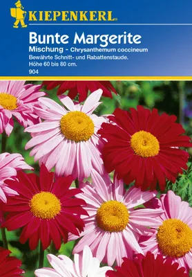 Produktbild von Kiepenkerl Margeritensamen Mischung