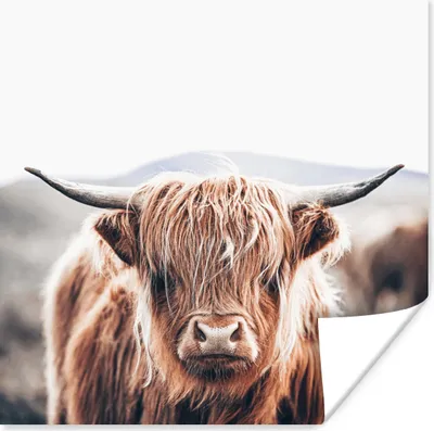 Produktbild von MuchoWow® Poster Schottischer Highlander - Berg - Hoorn 75x75 cm - Wand Dekoration