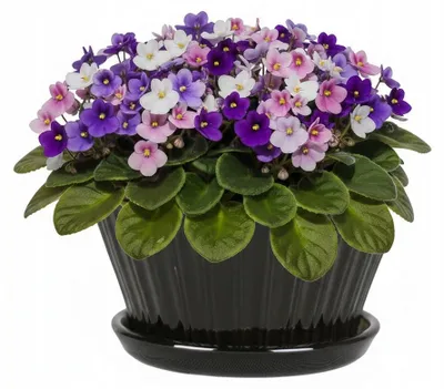 Produktbild von Schwarzer, Geriffelter Keramikblumentopf, Glänzend, Durchmesser 16 Cm, Höhe 14 Cm