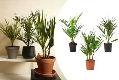 Image de Bloomique - Lot de 3 - Mélange de palmiers rustiques - Washingtonia, Phoenix, Chamaerops - Plantes de jardin - Hauteur 40-50 cm - Pot 14 cm