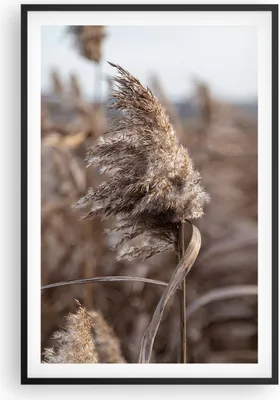 Produktbild von Gerahmtes Poster - Schwarzer Rahmen - Boho Ähren Gras - 61x91,5 cm - Wand Bild - Wanddeko - Wandbilder - Kunstposter - Wandposter - Bilderrahmen - Bilder - Kunstdruck Wanddekoration - P2BPA61x91-4763