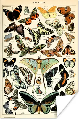 Produktbild von MuchoWow® Poster Adolphe Millot - Schmetterling - Tiere - Insekten - Vintage 80x120 cm - Papierdruck